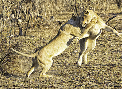 Talamati lions playing