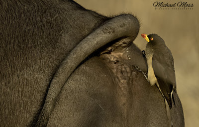 Yellow billed Oxpecker on buffalo 