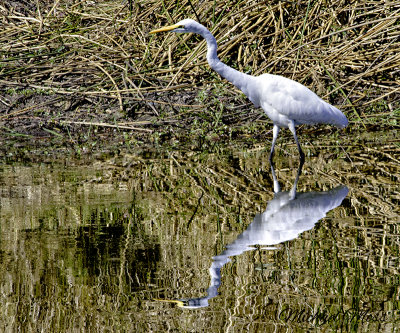 Water Birds Of Southern Africa