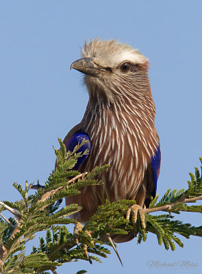 Purple Roller Close 