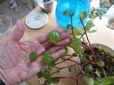 Plant #2: Unknown