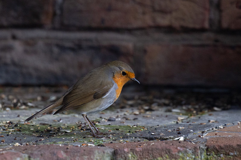 Robin