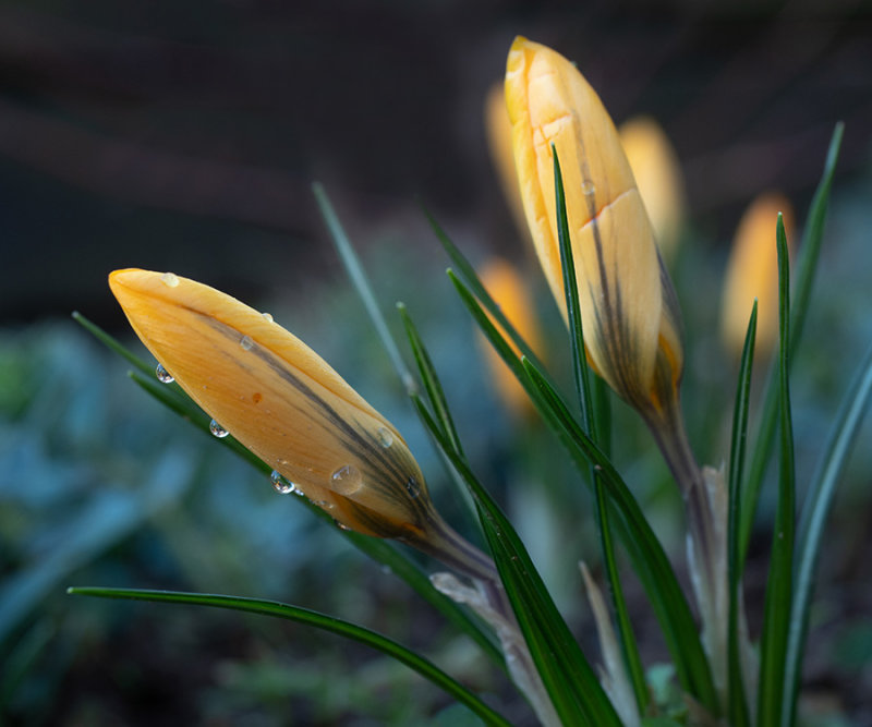 crocus