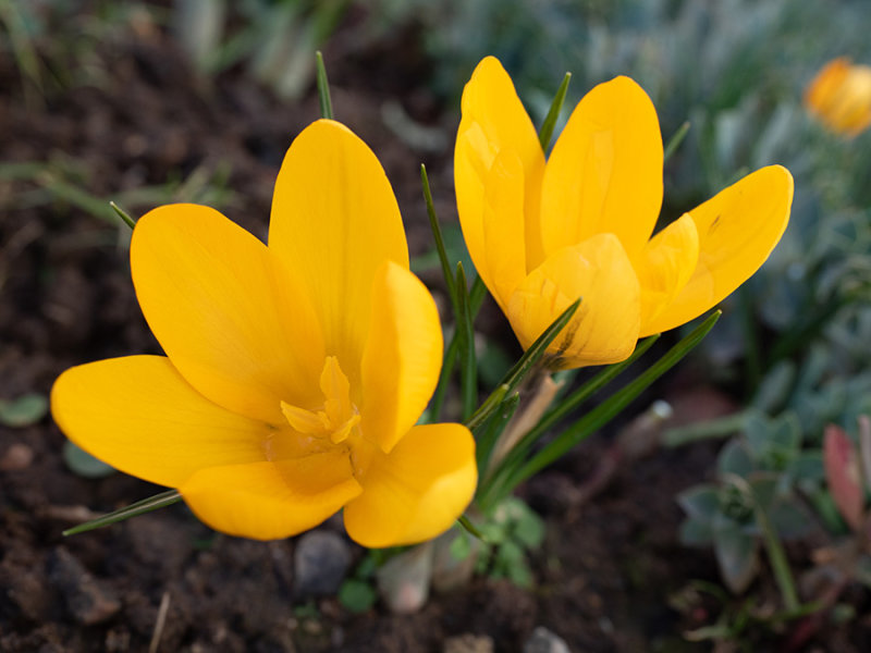 crocus