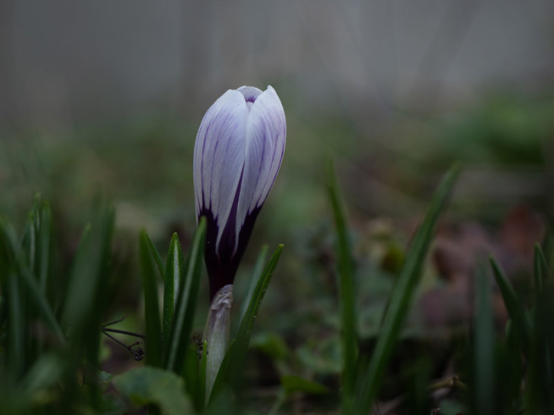 Crocus vernus