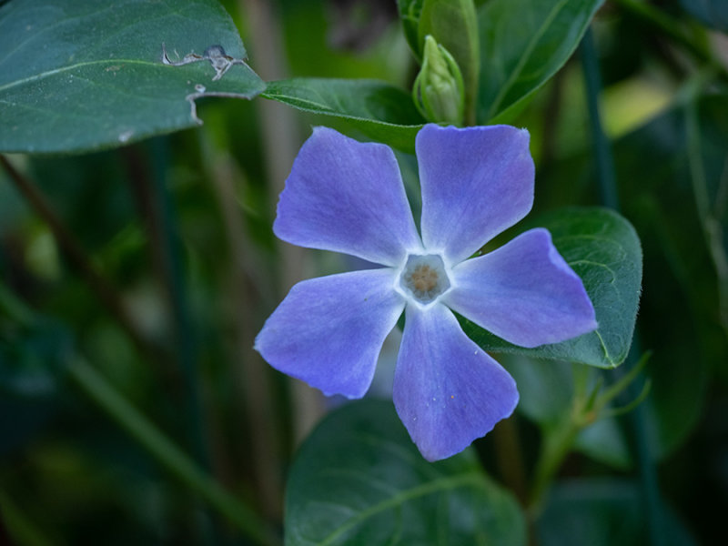 Vinca major