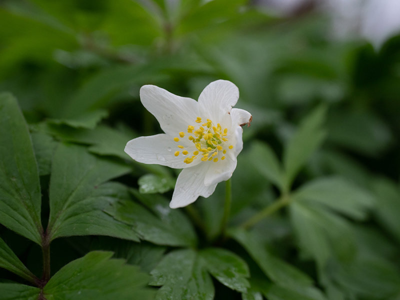 Anemone nemorosa