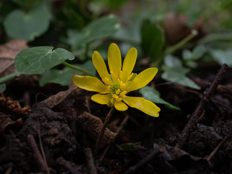 Ranunculus ficaria
