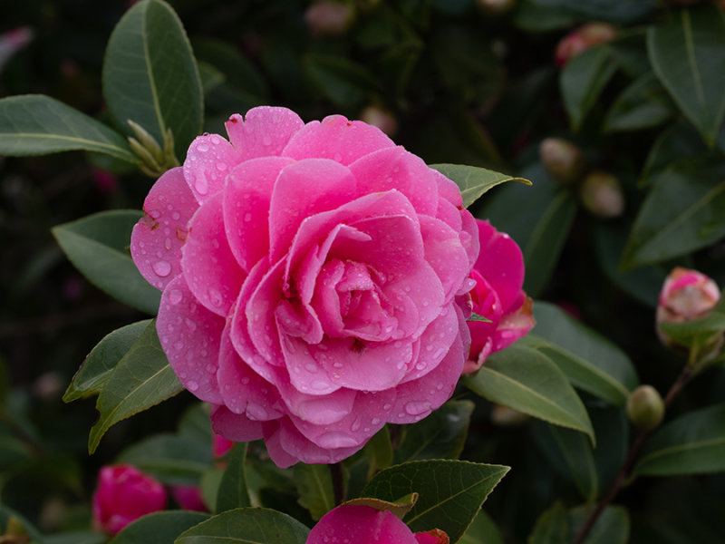 Camelia