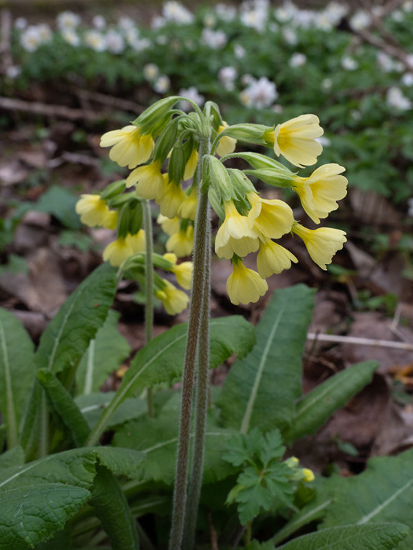 Primula elatior