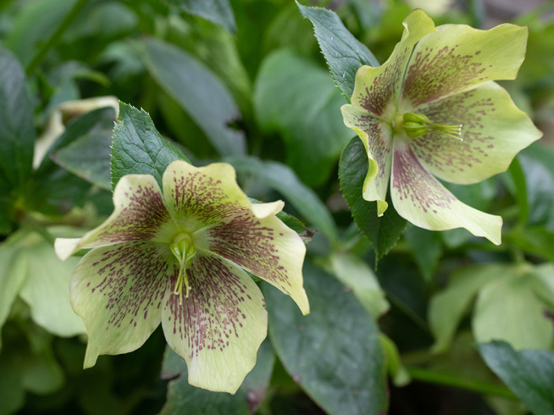 Helleborus