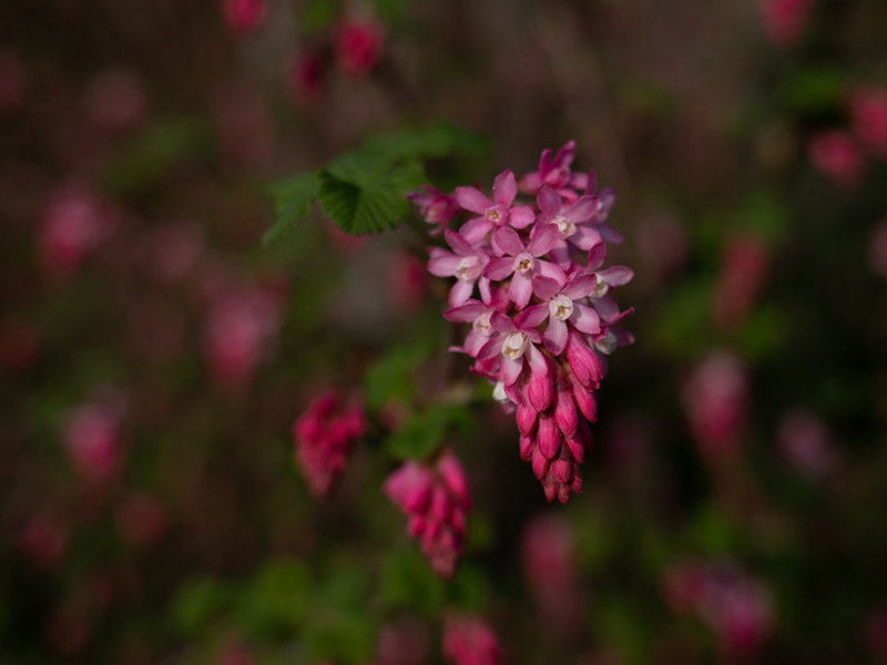 Ribes