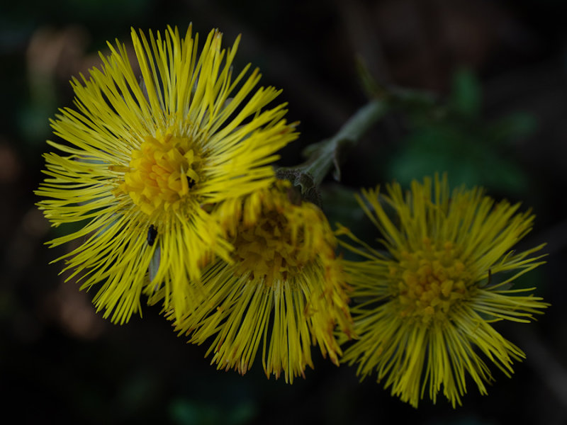Tussilago farfara