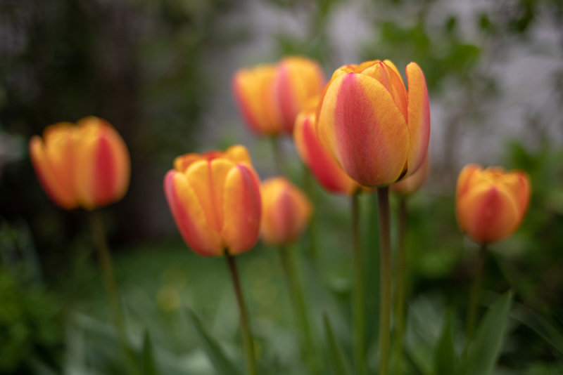 tulips
