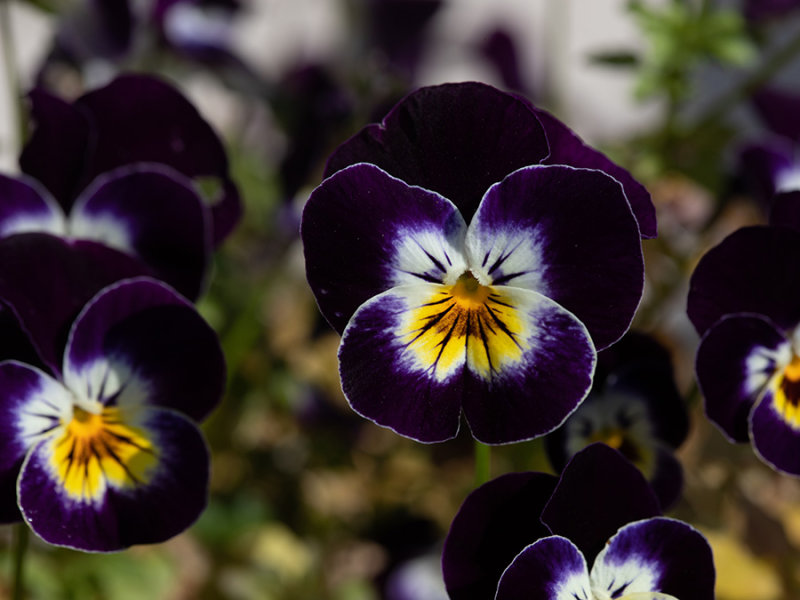 Viola
