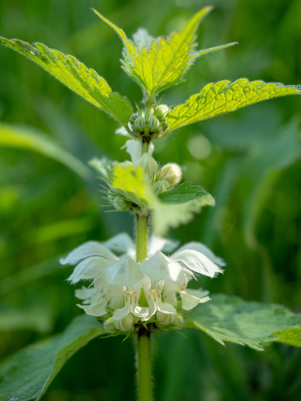 Lamium album   