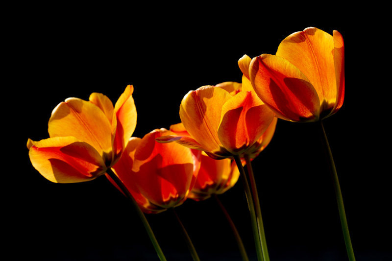 tulips