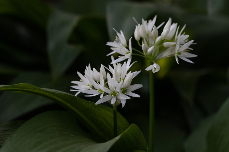 Allium ursinum