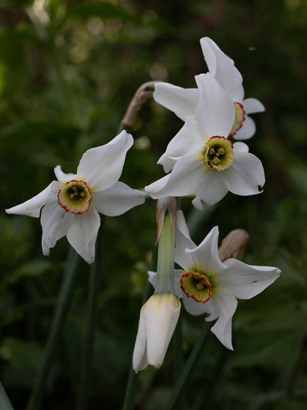 Narcissus poeticus