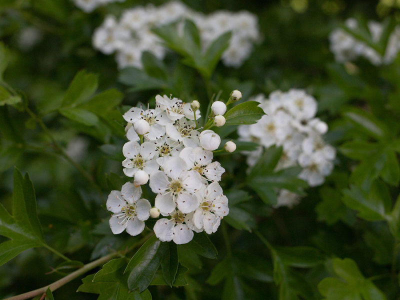 Crataegus monogyna