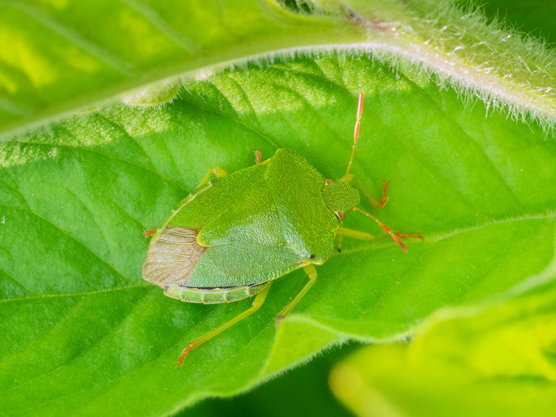 Palomena prasina