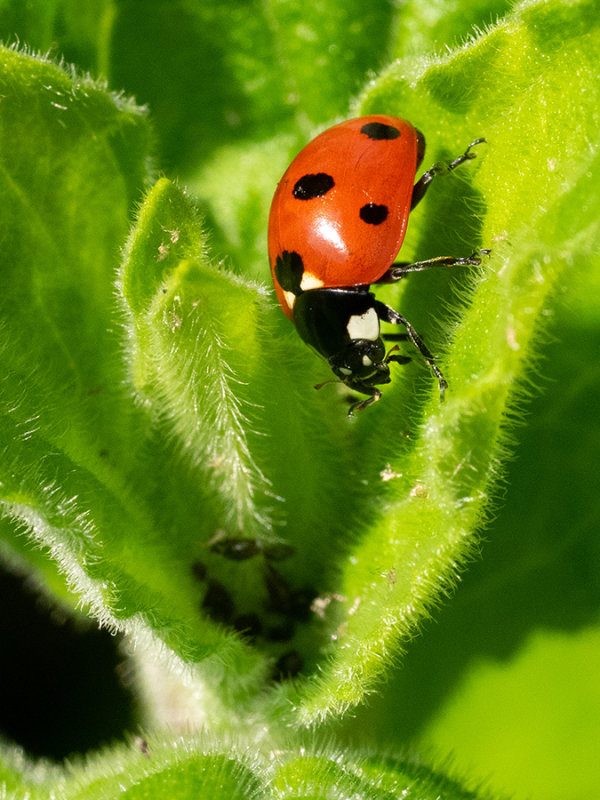 Coccinella septempunctata