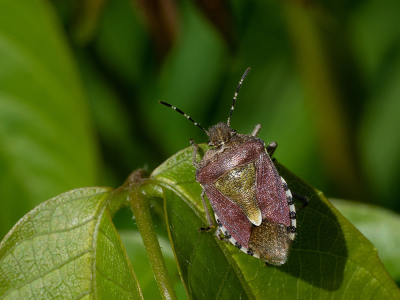 Dolycoris baccarum