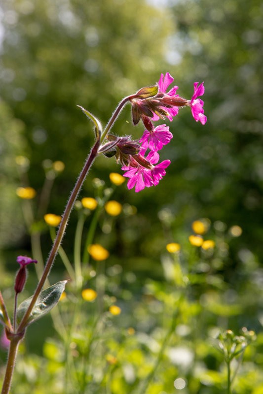 Silene dioica