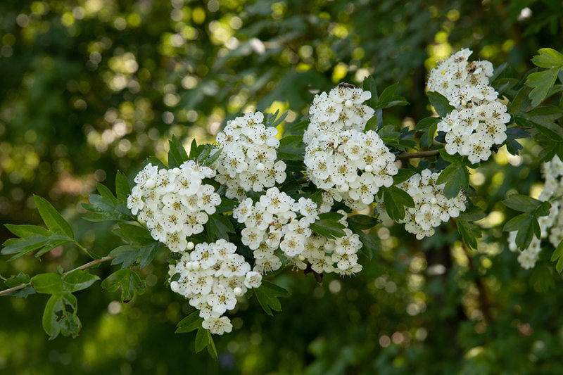 Crataegus monogyna