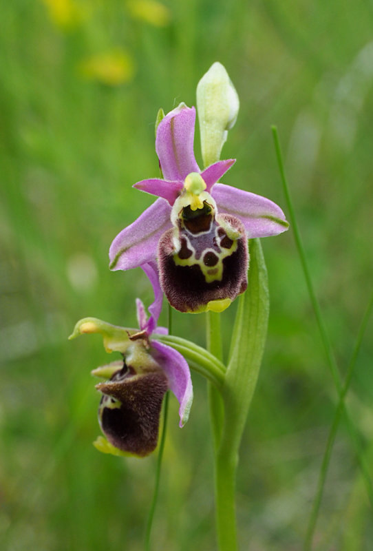 Ophrys holoserica