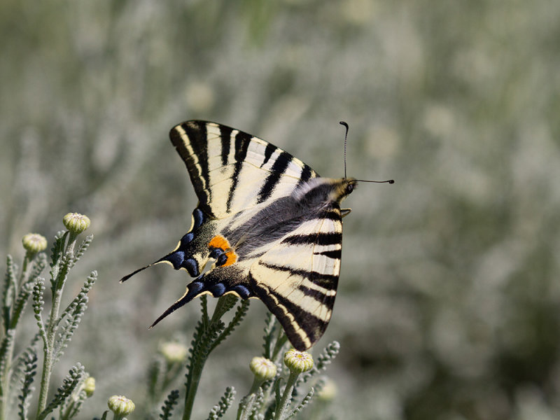 Iphiclides podalirius