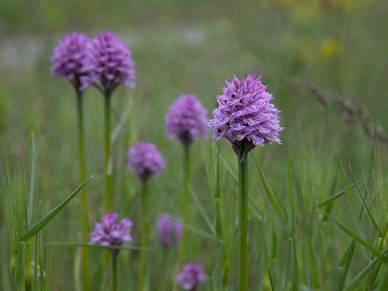 Neotinea tridentata