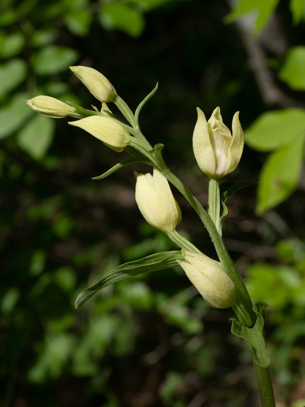 Cephalanthera damasonium