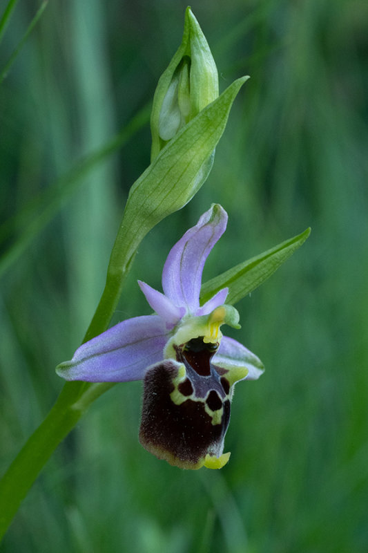 Ophrys fuciflora