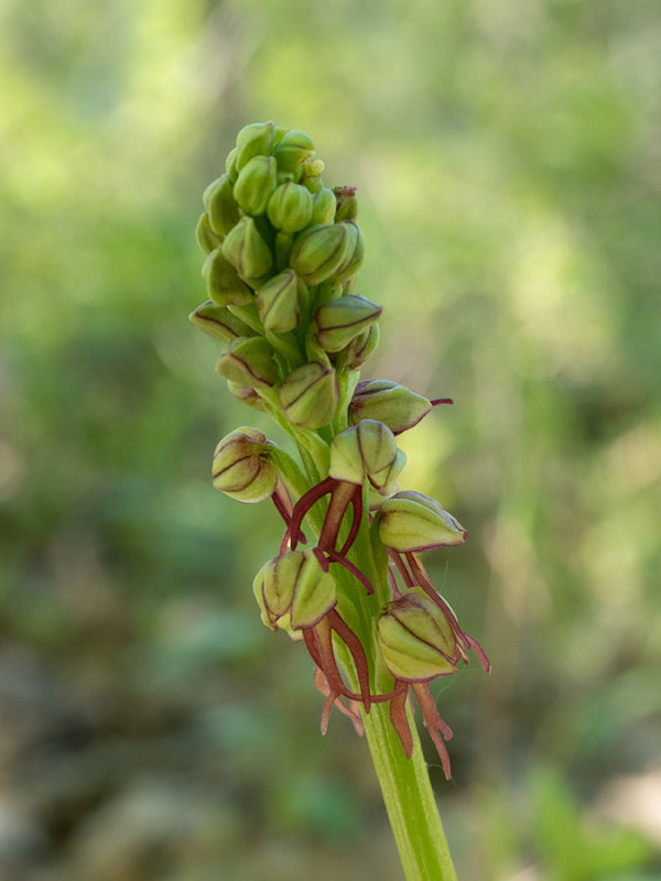 Aceras antropophorum