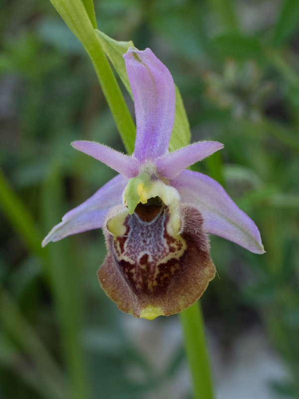 Ophrys holoserica