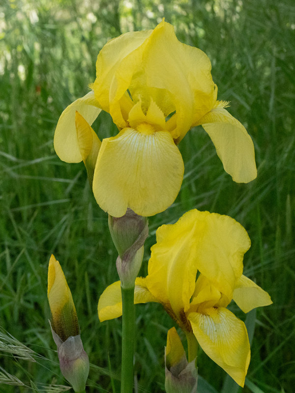 Iris 