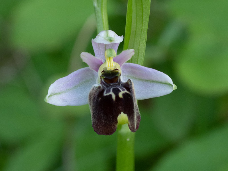 Ophrys holoserica
