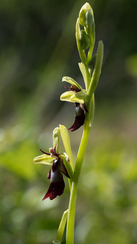 Ophrys insectifera