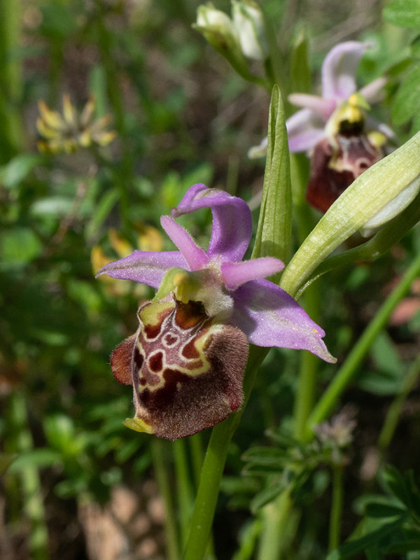 Ophrys holoserica