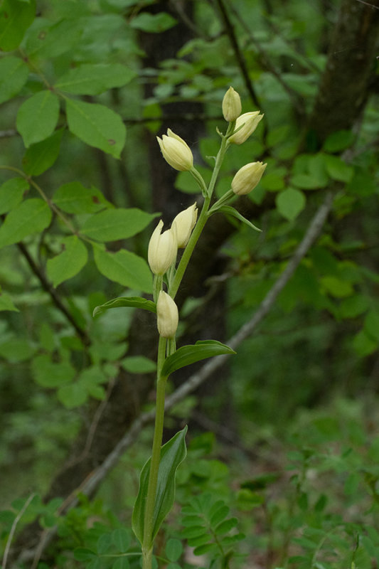 Cephalantera damasonium