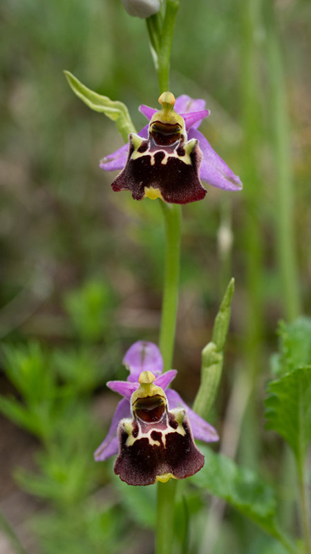 Ophrys holoserica