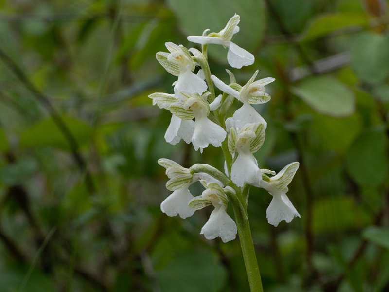 Anacamptis morio