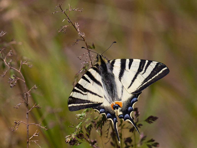 Iphiclides podalirius