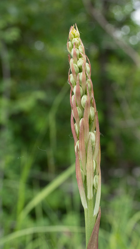 Himantoglossum hircinum subsp. adriaticum