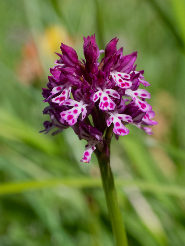 Neotinea ustulata
