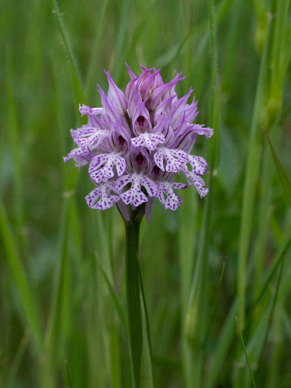 Neotinea tridentata