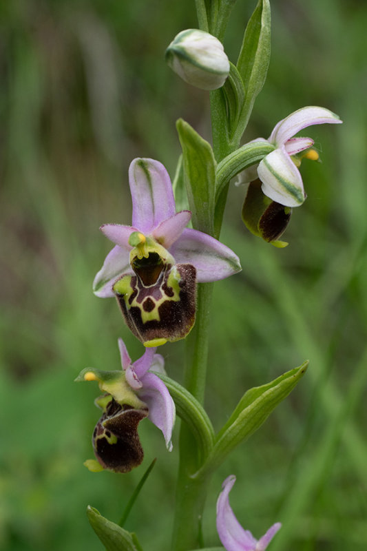 Ophrys holoserica