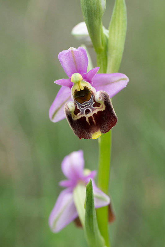 Ophrys holoserica