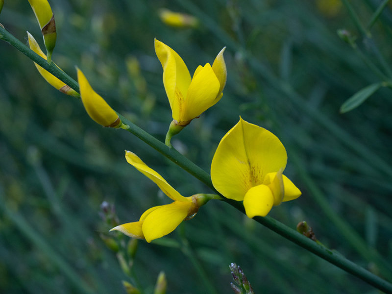 Spartium junceum  